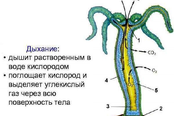 Где найти ссылку кракен