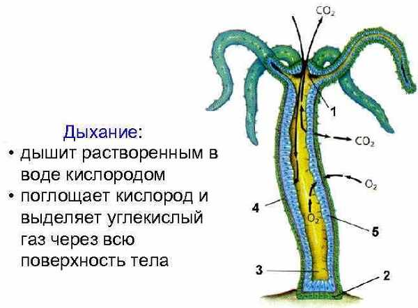 Kraken 16 at сайт